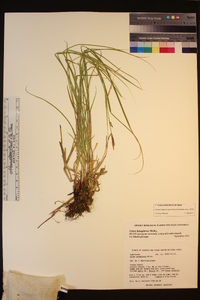 Carex lanuginosa image